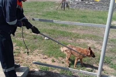 Спасатели в Чите удочкой вытащили собаку из коллектора