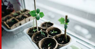 Мини-огород в квартире: как вырастить овощи и фрукты на подоконнике