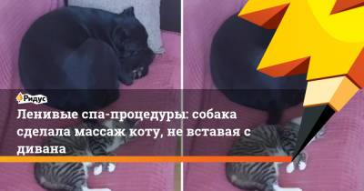 Ленивые спа-процедуры: собака сделала массаж коту, не вставая с дивана