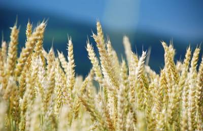 Мнение: Украина должна отрегулировать свою роль на глобальных зерновых рынках