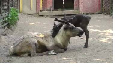 Ленинградский зоопарк показал на видео малыша северного оленя