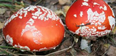 В Украине более 30 человек отравились грибами
