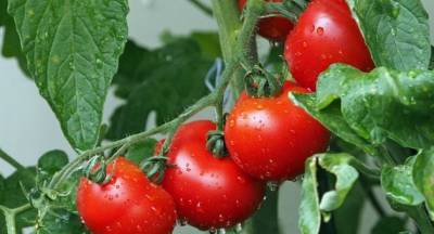 В Азербайджане вырастили томат весом почти в полкило (Эксклюзив)