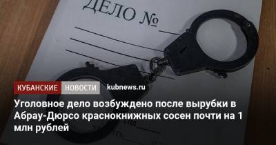 Уголовное дело возбуждено после вырубки в Абрау-Дюрсо краснокнижных сосен почти на 1 млн рублей
