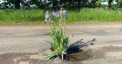 Пристыдили коммунальщиков: жители Винничины засадили ямы на дорогах цветами (видео)
