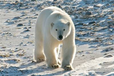 В Архангельске дан старт второму этапу экспедиции «Хозяин Арктики-2021»