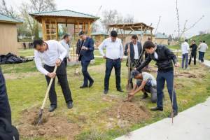 В Ташкенте погибло 52 тысячи высаженных с начала года деревьев