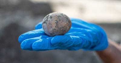 Сохранилось в выгребной яме: в Израиле нашли 1000-летнее куриное яйцо