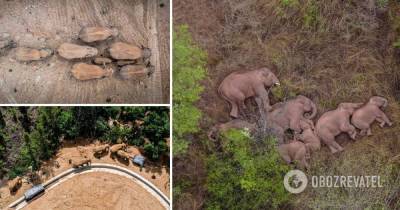 В Китае слоны прошли 500 км и стали звездами соцсетей. Фото и видео