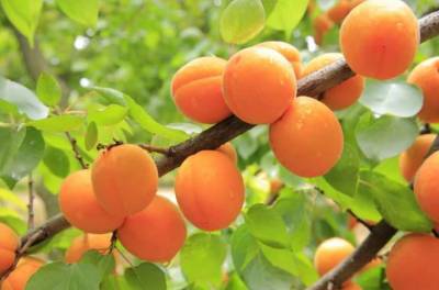 Диетолог Татьяна Бочарова: Употребление абрикосов на голодный желудок способно привести к проблемам с ЖКТ