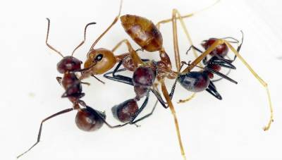 Взрывающиеся муравьи