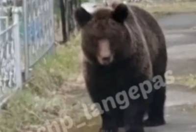 В ХМАО власти решили отпугнуть медведей, которые облюбовали кладбища
