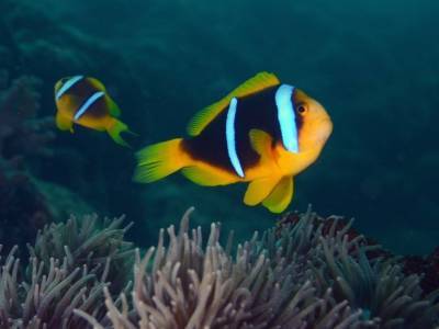 Световое загрязнение сокращает жизнь рыб-клоунов