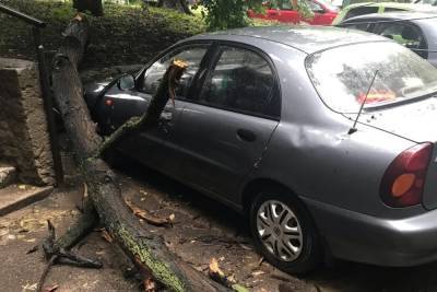 В Рязани дерево рухнуло на припаркованный во дворе автомобиль