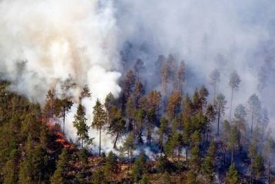 Greenpeace: Россия не готова к летнему пику лесных пожаров