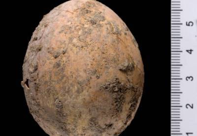В Израиле нашли куриное яйцо, которому тысяча лет