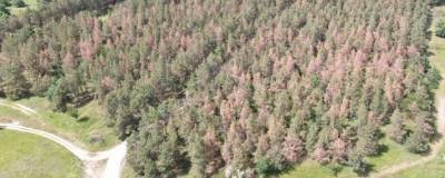 Экологи не могут найти причину гибели хвойного леса в Волгоградской области