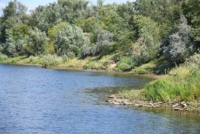 В Волгограде проверят сообщения о массовой гибели рыбы в реке