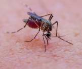 Комары-диверсанты. Ученые нашли способ избавить людей от кусачих особей