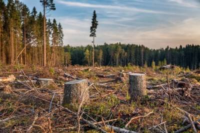 В Климовском лесу неизвестный вырубил две ольхи на 11 тысяч рублей