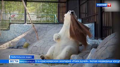 Белая медведица устроила танцы под "Оренбургский пуховый платок"