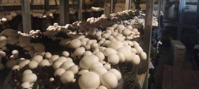 Бизнесмен готов беспрерывно выращивать грибы для кафе и ресторанов Петрозаводска
