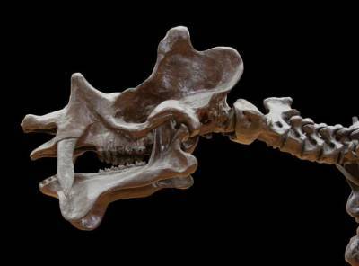 В Китае ученые обнаружили более 100 следов нового вида птерозавров