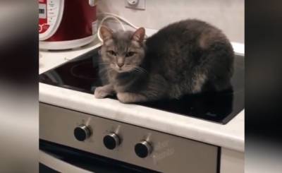 «Яша, слезай!»: смешной разговор хозяина с котом попал на видео и рассмешил всех