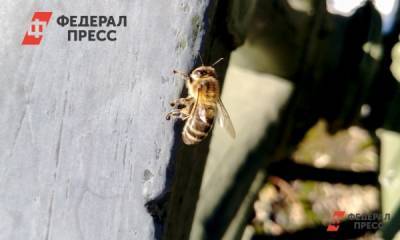 Житель Оренбурга получит от государства более 1,6 млн рублей за гибель пчел