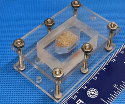 Американские учёные напечатали на 3D-принтере жизнеспособную искусственную печень