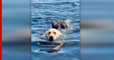 Сурок переплыл через озеро на спине собаки: видео
