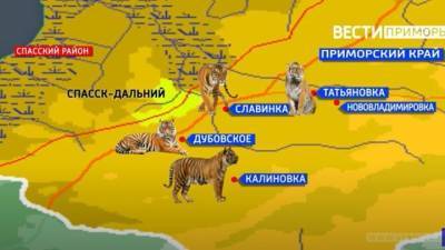 В поисках провизии: тигры пришли в гости к жителям Приморья