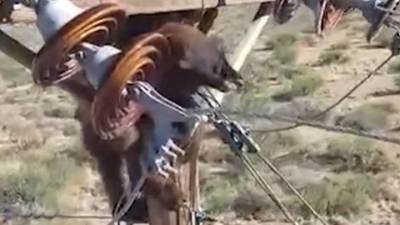 Медвежонок застрял на опоре линии электропередач