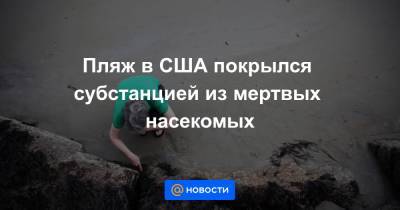 Пляж в США покрылся субстанцией из мертвых насекомых