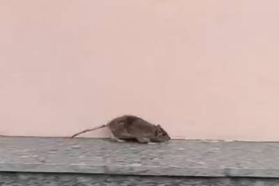 В центре Ярославля гарцуют крысы