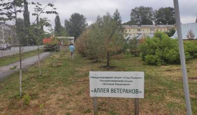 Уфимец возмутился засохшими деревьями на «Аллее ветеранов» в Демском районе