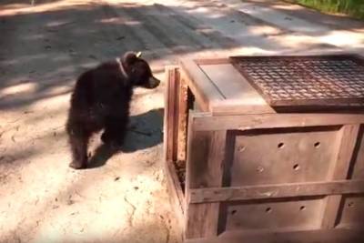 Медвежонок Пужа вернулась из Тверской области в родной лес