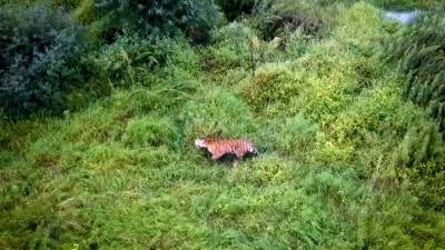 Вести. В поисках провизии: тигры пришли в гости к жителям Приморья