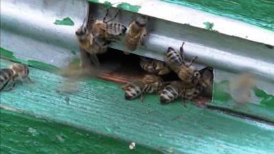 "На выселение": в Новороссийске спасатели эвакуировали пчел