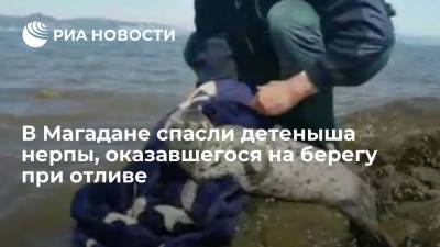 В Магадане спасли детеныша нерпы, оказавшегося на берегу при отливе