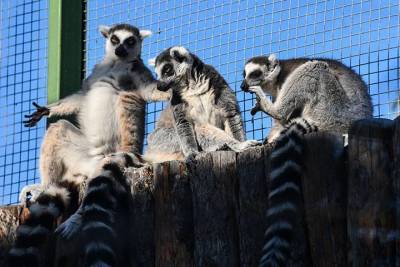 Московский зоопарк позвал горожан на бесплатную летнюю программу