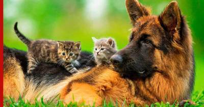 Бесстрашные и дружелюбные: кошки, которые не боятся собак
