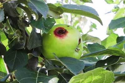 Прожорливая яблонная плодожорка