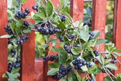 7 ягодных кустарников, которые можно посадить за забором
