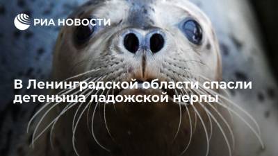 В Ленинградской области спасли истощенного детеныша ладожской нерпы