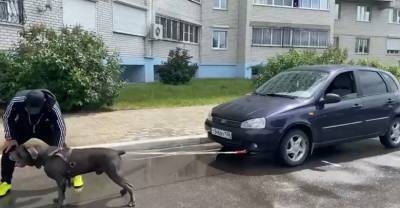 Пёс Фараон из Воронежа протащил машину весом более тонны и установил мировой рекорд