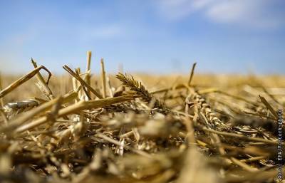 Минсельхоз США прогнозирует в РФ рекордный сбор пшеницы в 86 млн т в этом году