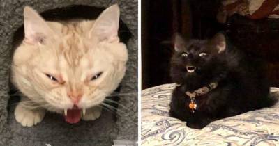 16 нелепых фотографий котов, которые наверняка вызвали бы у моделей желание крикнуть: «Удали!»