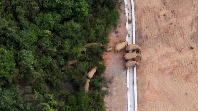 Слоновье реалити-шоу: сбежавшее стадо путешествует по Китаю