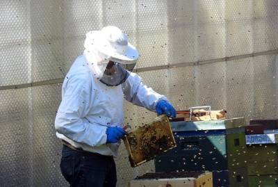 На Ровенщине пчелы закусали насмерть пасечника
